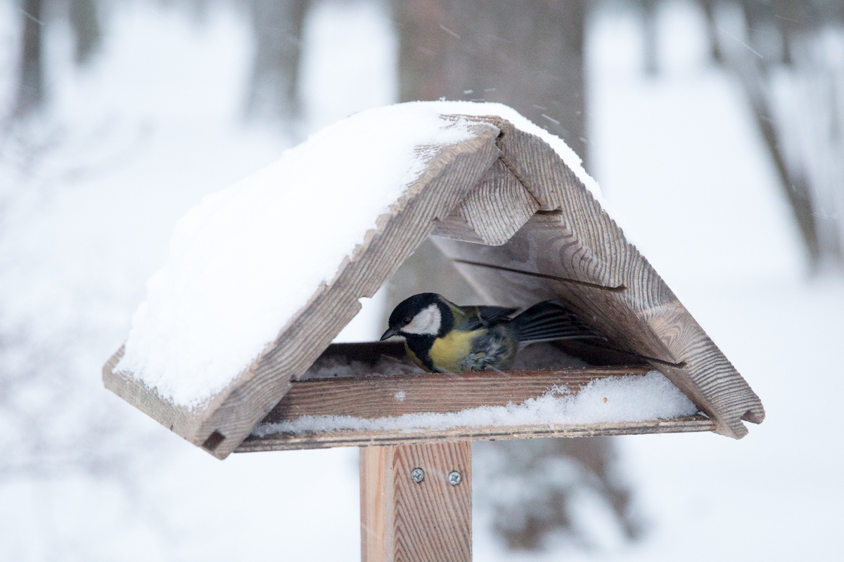 Фото: ГМЗ «Царское Село, Святослав Новиков