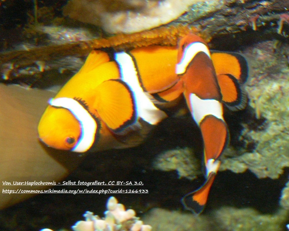 Вот о таких рыбках идет речь в видео (ютюб запрещен на территории РФ, но, к сожалению, этого видео нет на рутюб)