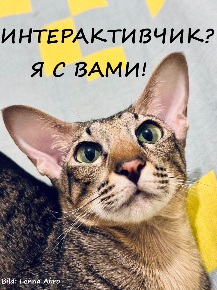С котиками все и всегда приятнее, поэтому эта милая дама всегда будет приглашать в Интерактив