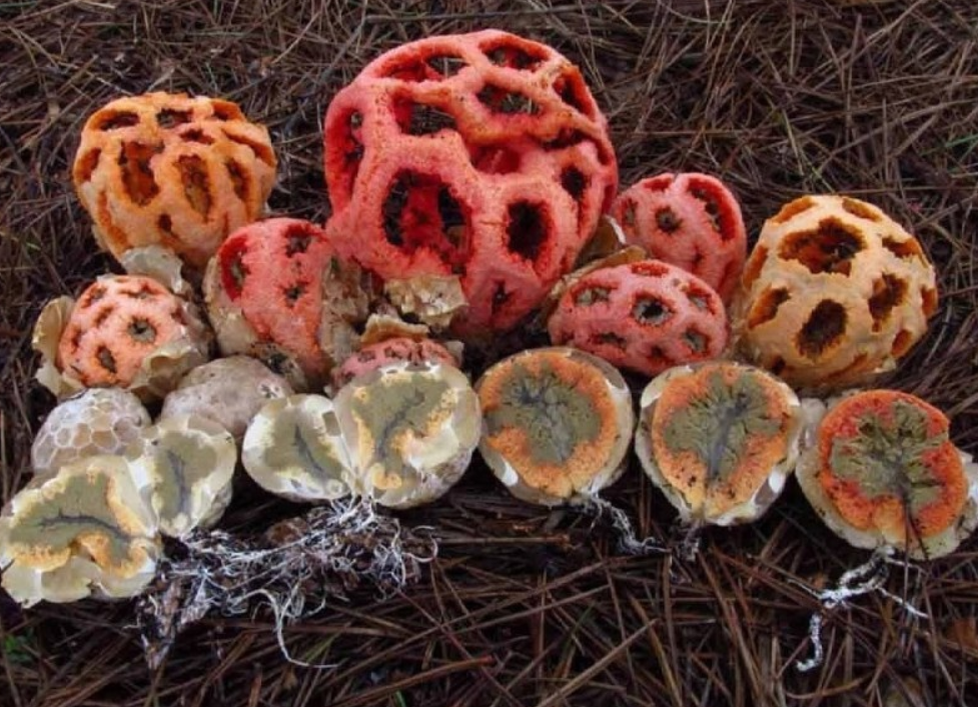 Все стадии развития решеточника.