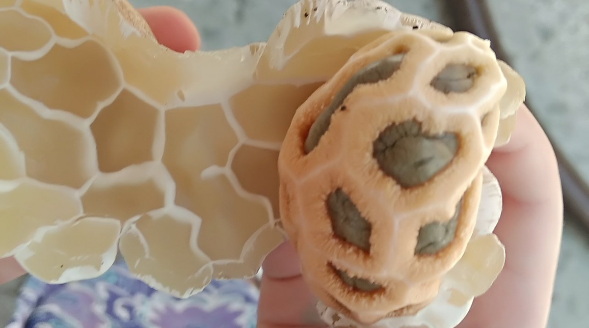 Внутреннее устройство яйца решеточника.