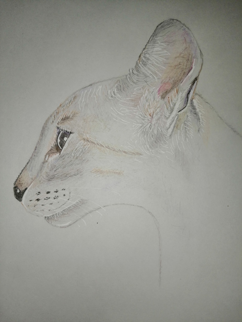 Мой рисунок по фотке из открытых источников