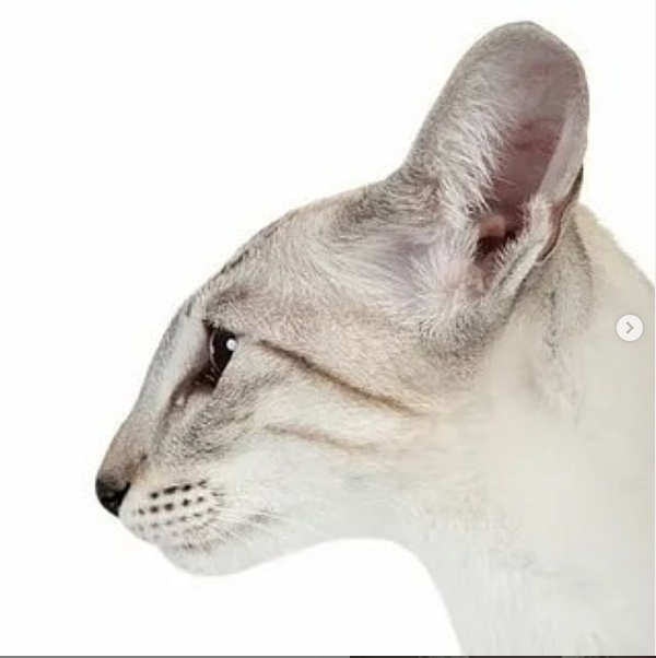 Оригинал, с которого я рисовала