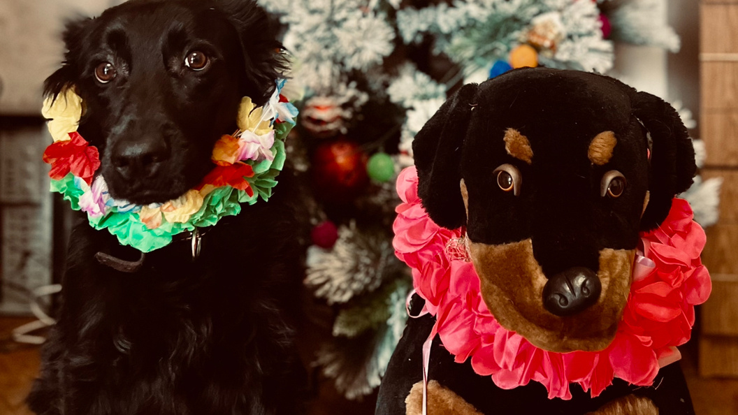    Фото: Царьград