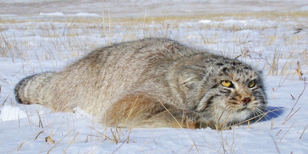 Зажировка: обитатели заповедных территорий страны готовятся к зиме