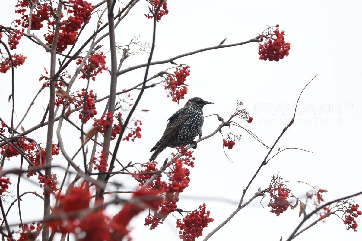    В сильные морозы птицы боятся не столько холода, сколько нехватки пищи