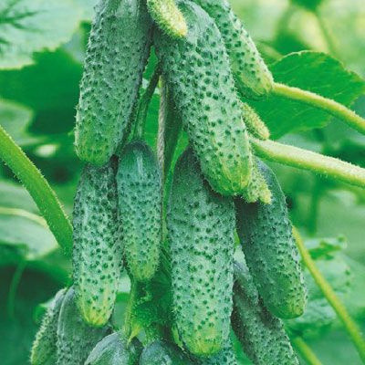 Отличные огурчики