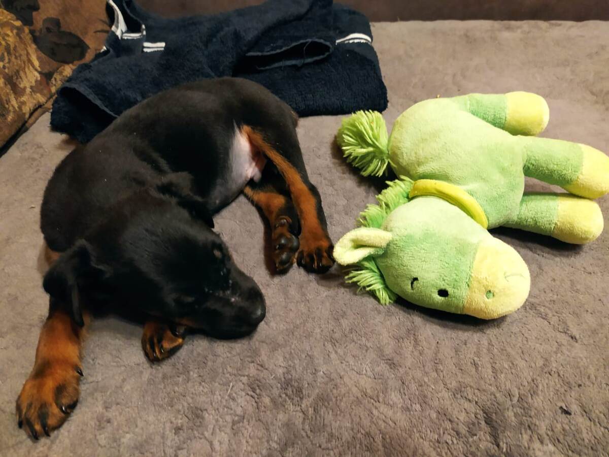 Дени в новом доме.