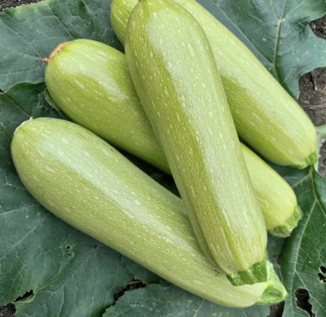 Обычные кабачки