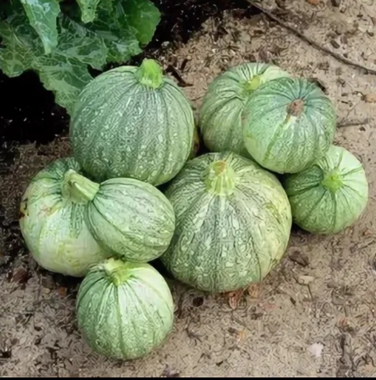 Круглый кабачок