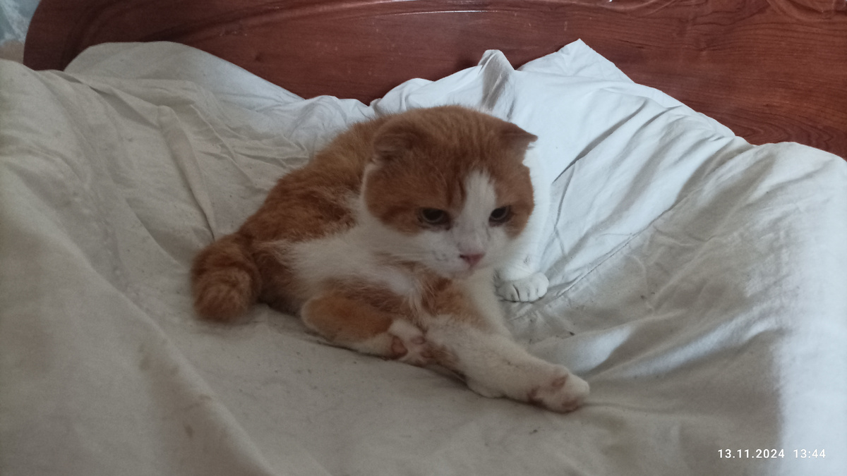 Лучик, которого обижал Тема, а теперь Дормидонт. 