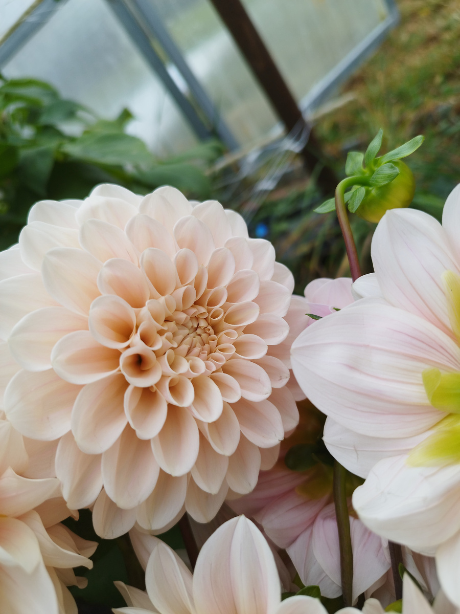 Георгина свит натали