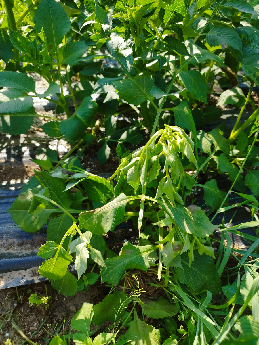 Увядающие кусты