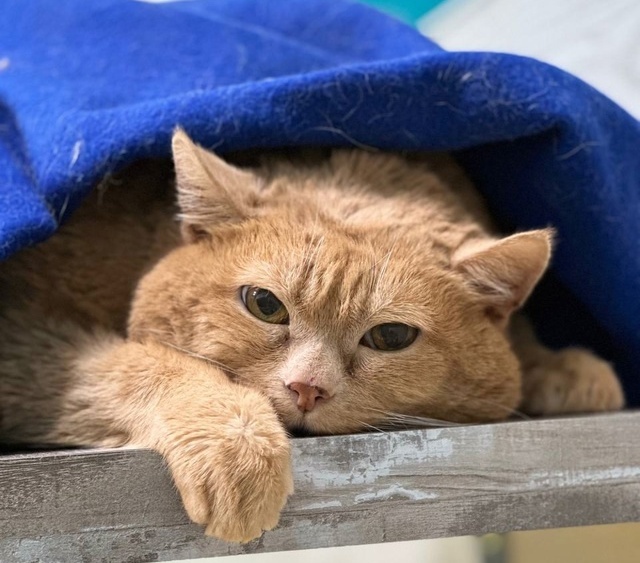    © "Группа памяти кота Крошика..." ВКонтакте