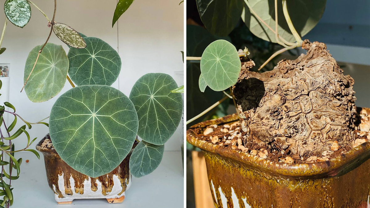 Стефания Нова (Stephania Nova | kaweesaki)