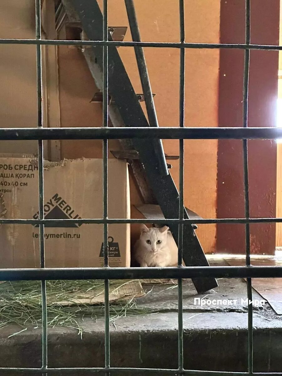     Источник: prmira.ru