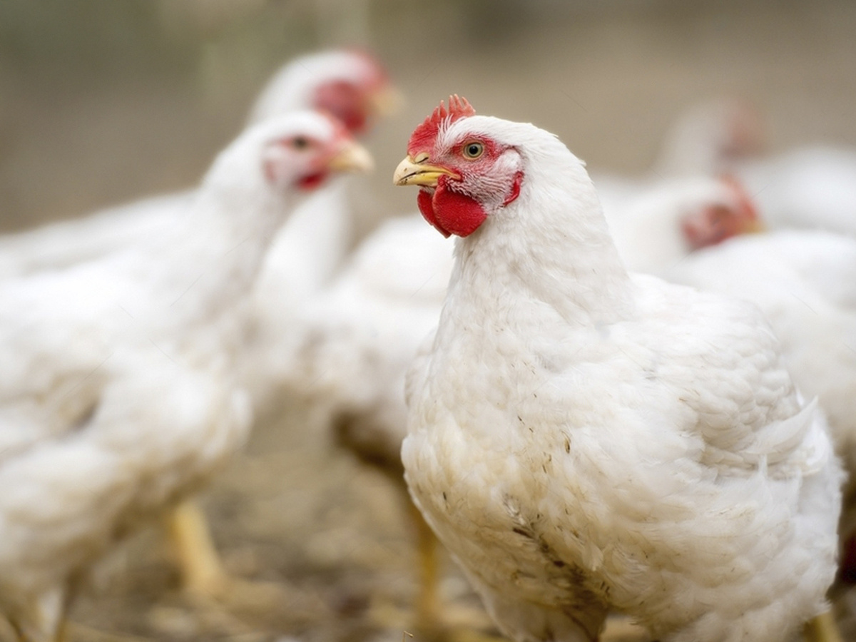 Осенний тур бройлера