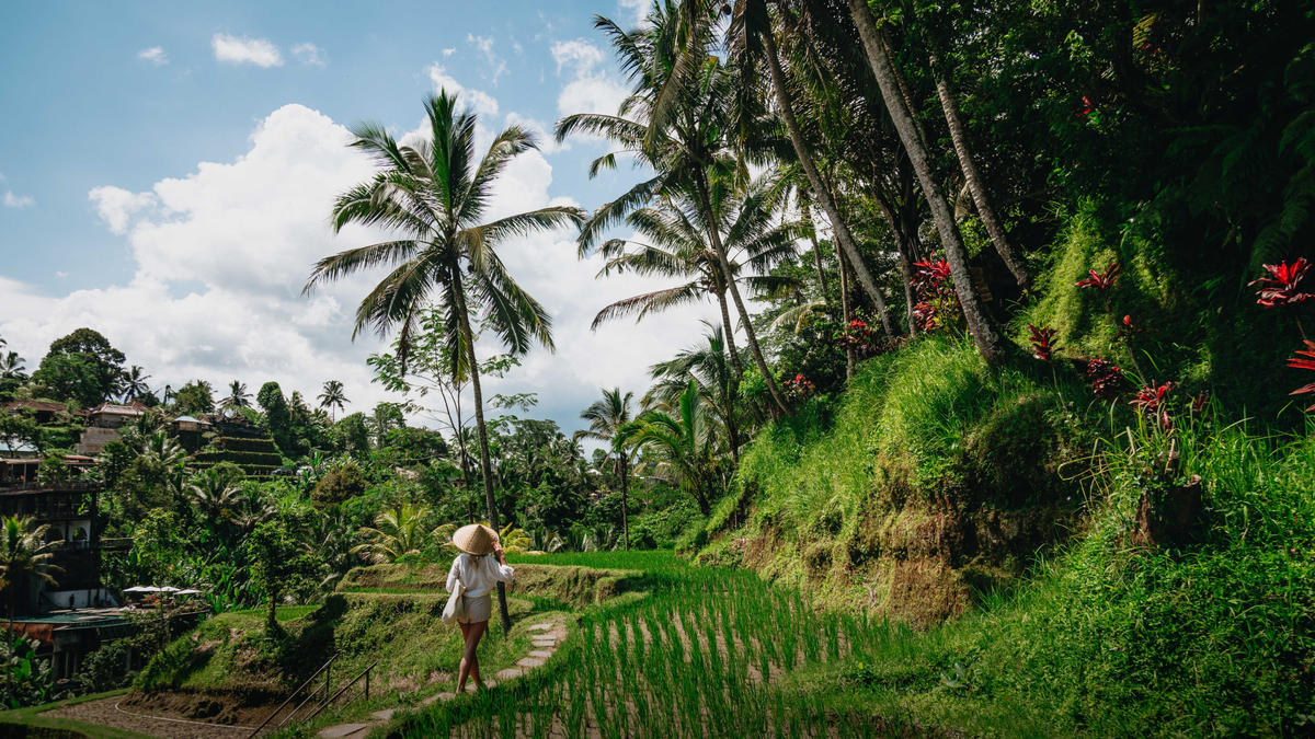 Район Убуд, рисовые поля 