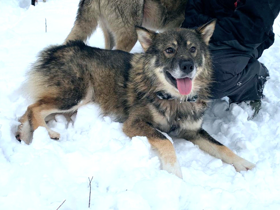 Замечательный пес-путешественник гостил у нас почти месяц