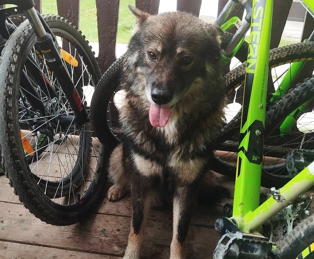 Общительный пес вышел из леса к людям и никуда не собирался уходить