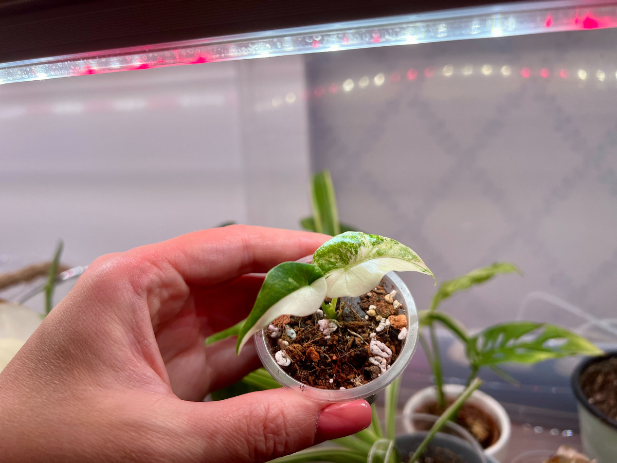 Детка алоказии Simpo albo