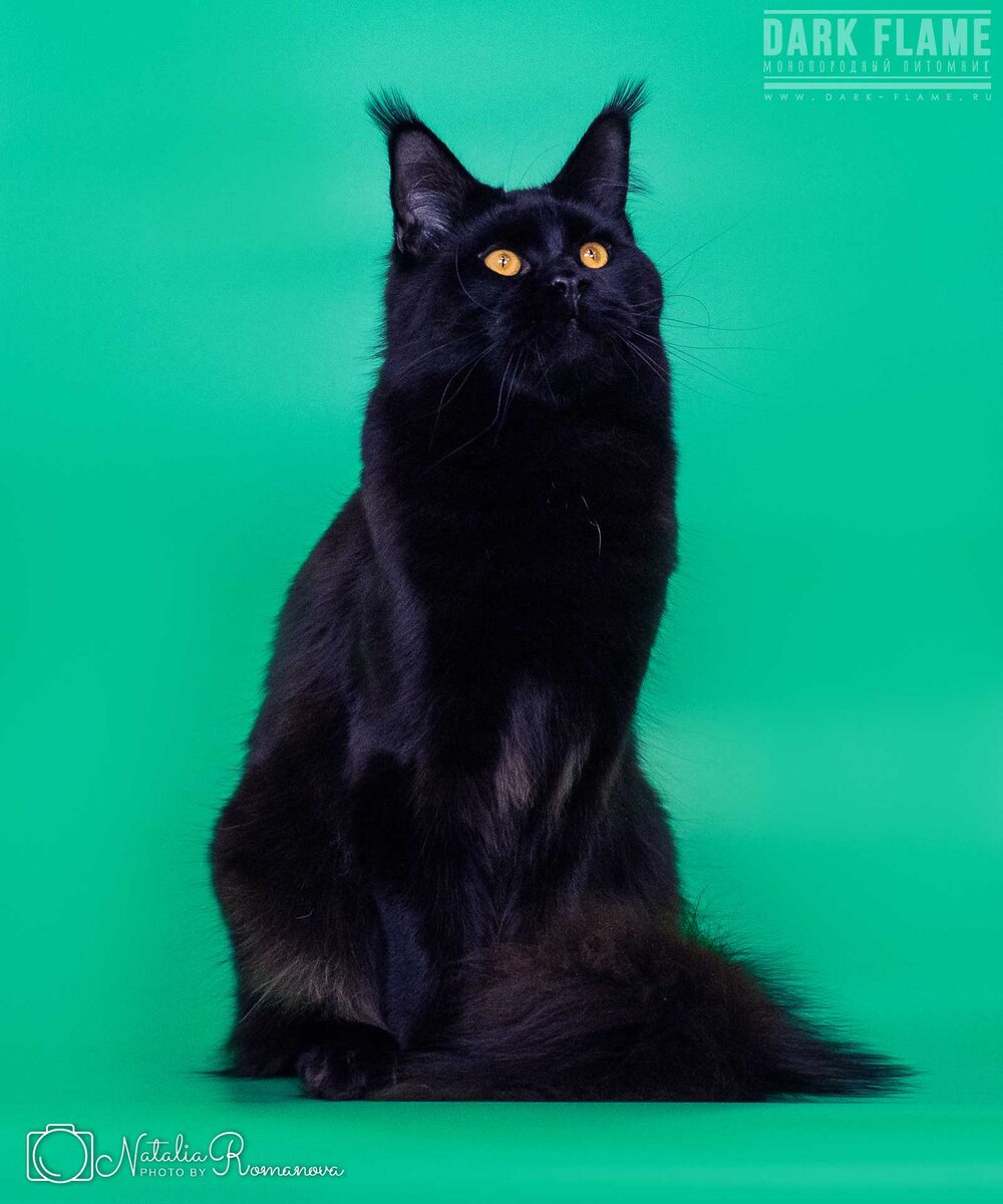 Один из моих производителей котик Татик. Подробнее о нем вот: https://www.dark-flame.ru/cats/ch-majestic-mystery-arthas