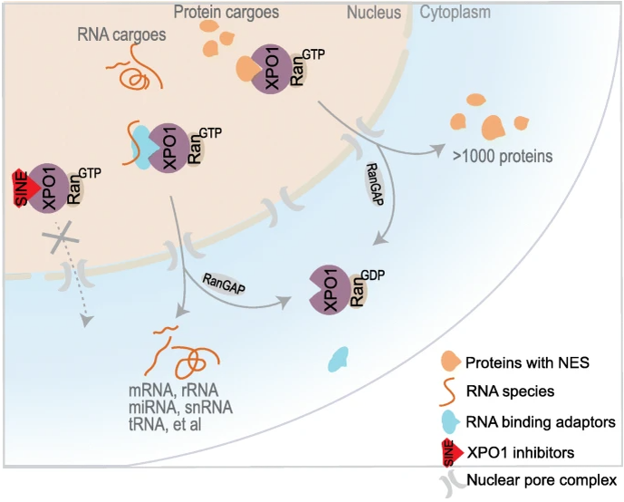 XPO1 mediates the nuclear export of hundreds of proteins and multiple RNA species