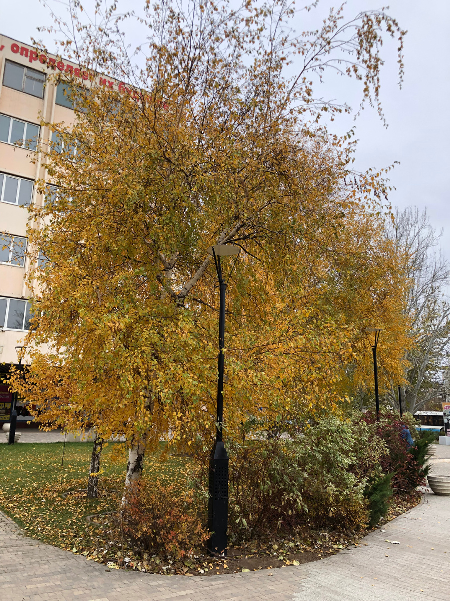 Это по дороге в школу