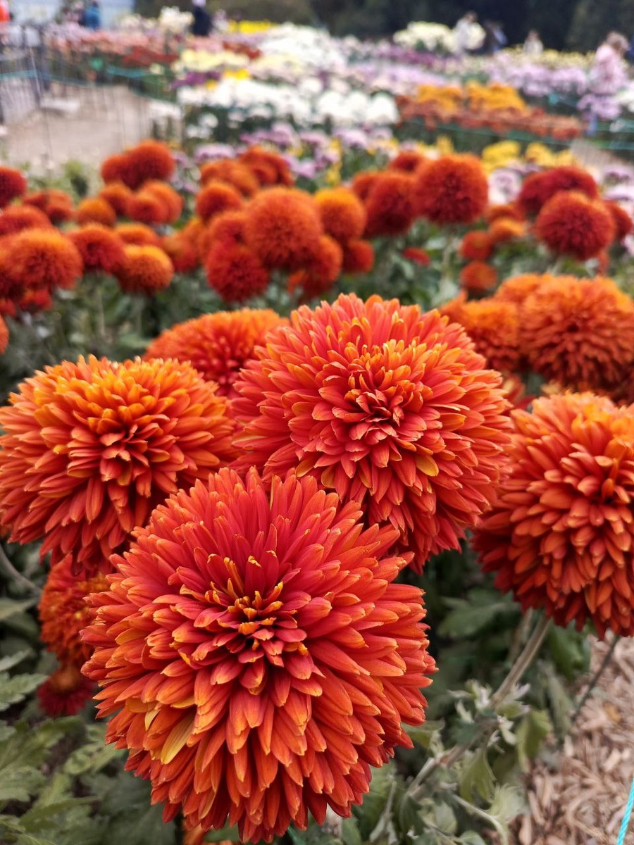 Фото; "Краснодарские известия"