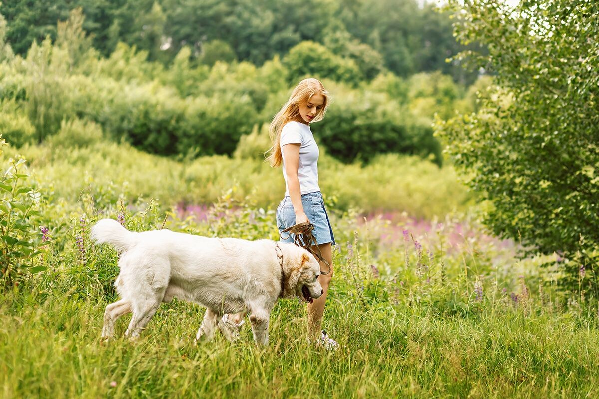 Большая, добрая, лохматая собака — разве это не мечта? Источник: Shutterstock📷
