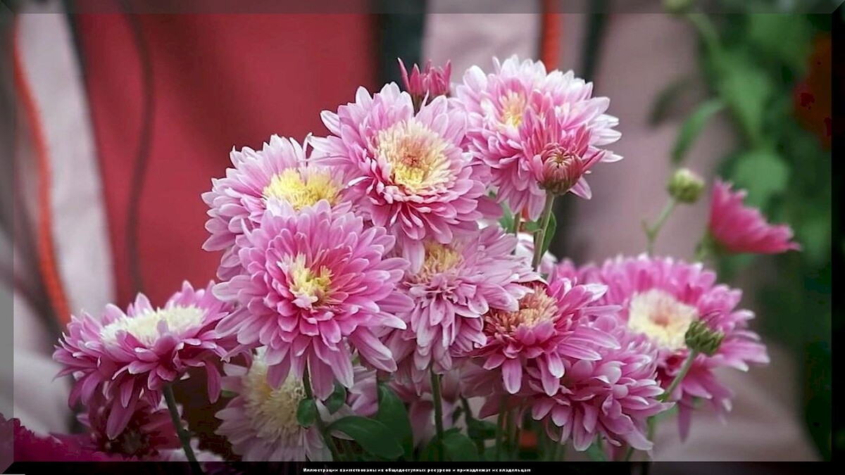 https://vk.com/photo-159774511_457267598. Корейская хризантема "Анесси" 