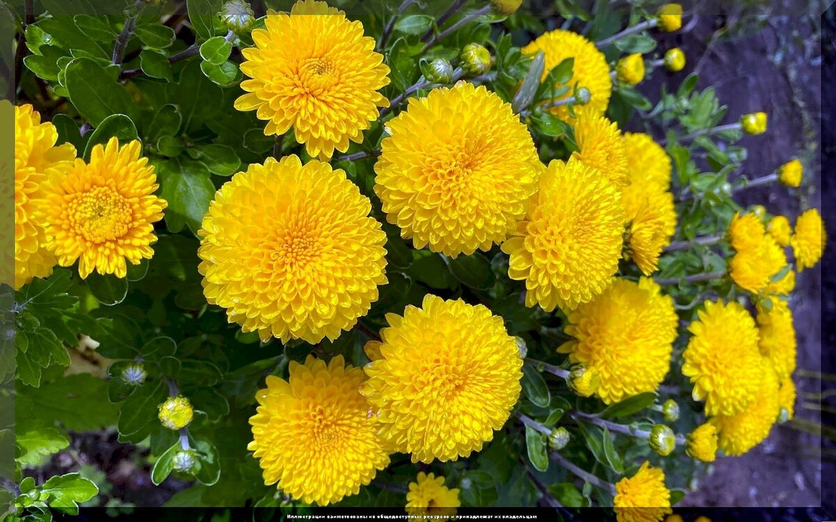 https://vk.com/photo-159774511_457267600. Корейская хризантема  "Хеоли Мишаль"