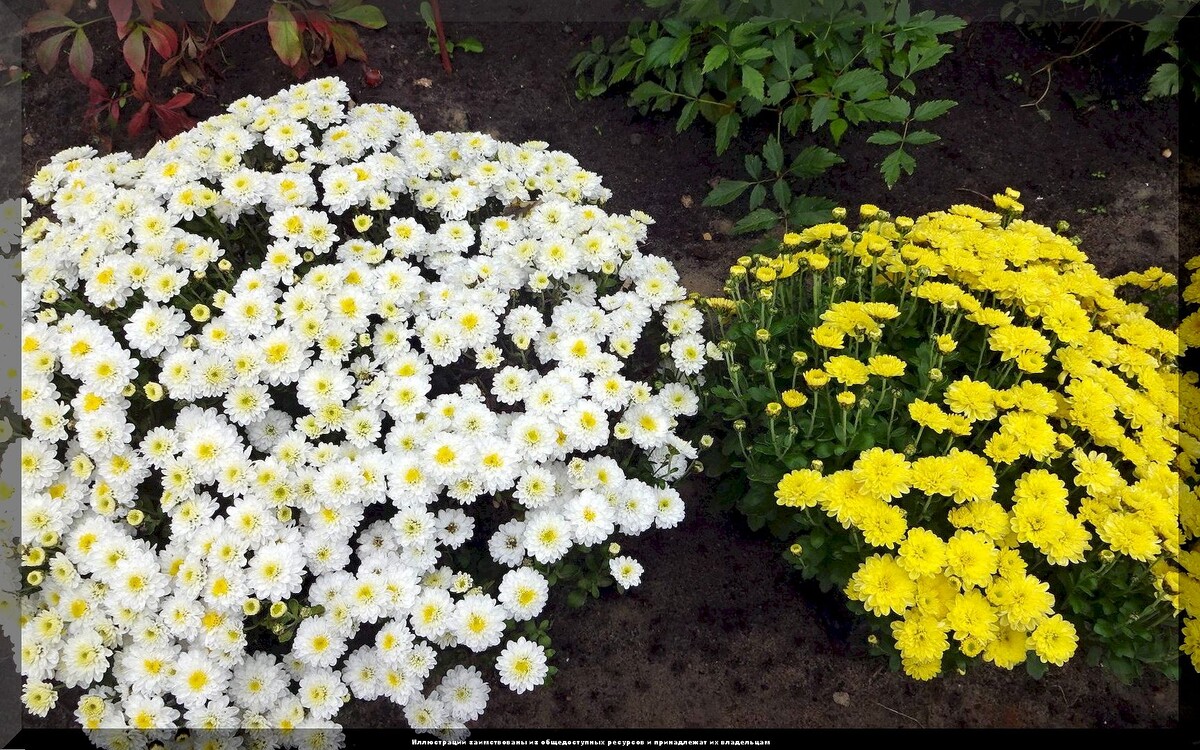 https://vk.com/photo-159774511_457267604. Мультифлора "Эльф желтый/белый"
