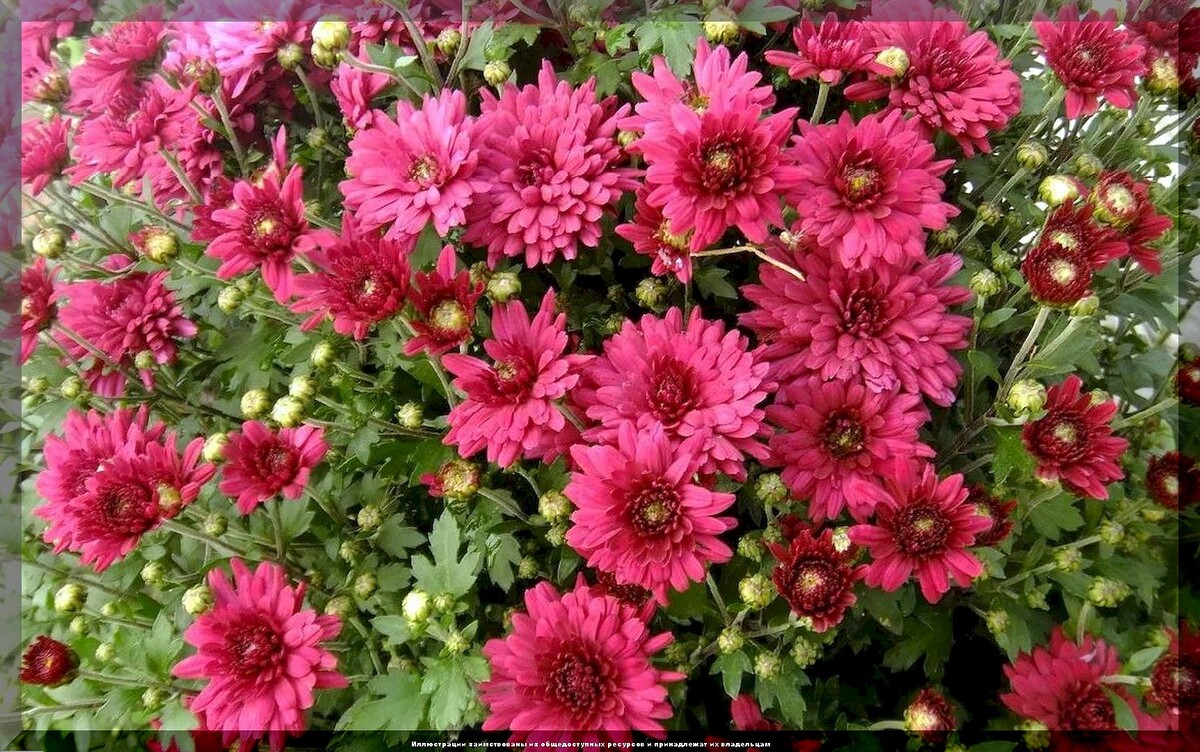 https://vk.com/photo-159774511_457267611. Мультифлора "Branroyal Red"