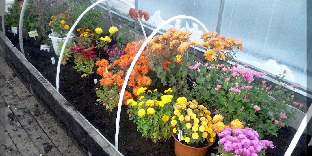 Хризантема мультифлора в саду: посадка, уход, самые подходящие сорта мультифлоры для выращивания в средней полосе и более северных регионах