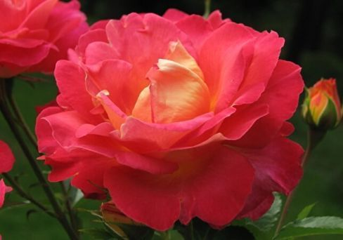 Фото из интернета. Арлекин