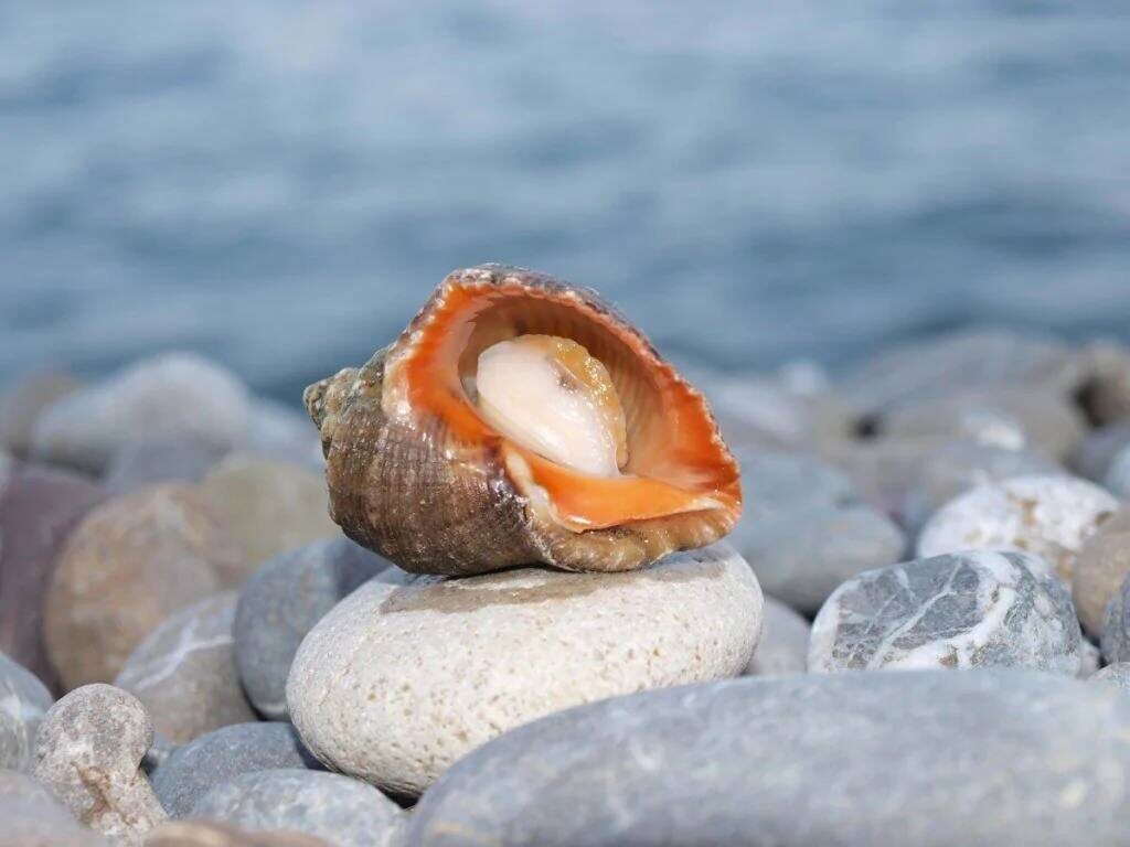 Фото: Рыбхоз. Всё о рыбе