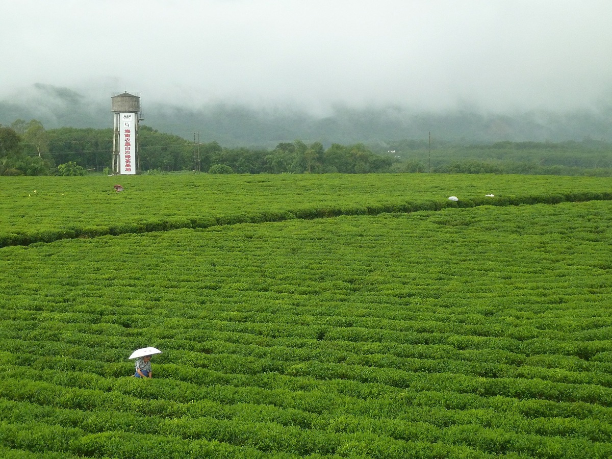 Туристы приезжают на плантации, чтобы попробовать собрать листья, приготовить и продегустировать чай. Фото: STW932 / Wikimedia