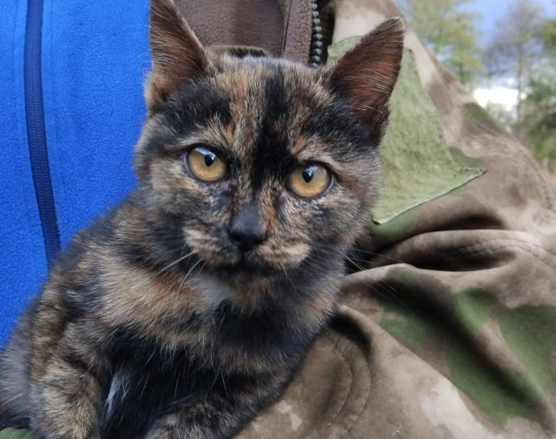 Кот Елисей.