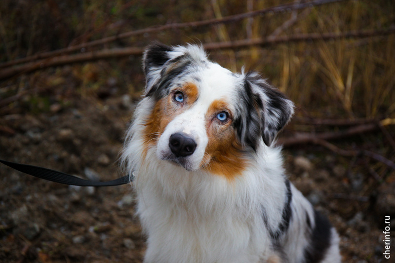    Площадка для выгула и дрессировки собак "ДогПарк" находится на улице Леднева, напротив дома № 13.