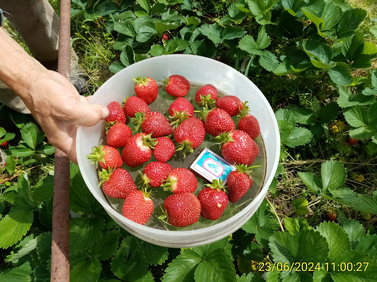 Вот такая должна быть настоящая ягода.