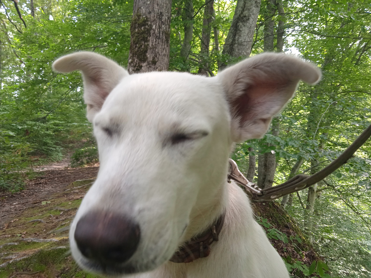 Смешная собака-путешественник