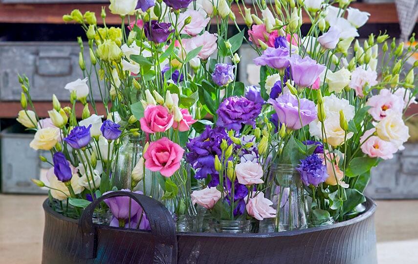 Выращиваем эустому из семян