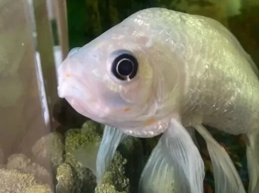    В Ростове ветеринары удалили опухоль у аквариумной рыбки //Фото: Клиника доктора Кротова