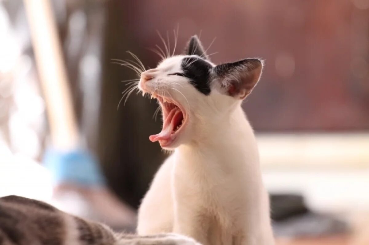    В воронежском селе бешеный кот напал на собак и покусал человека