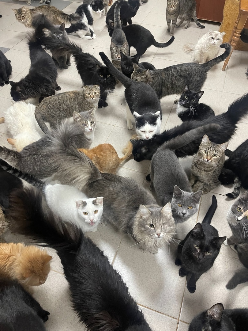 наши Тотошки