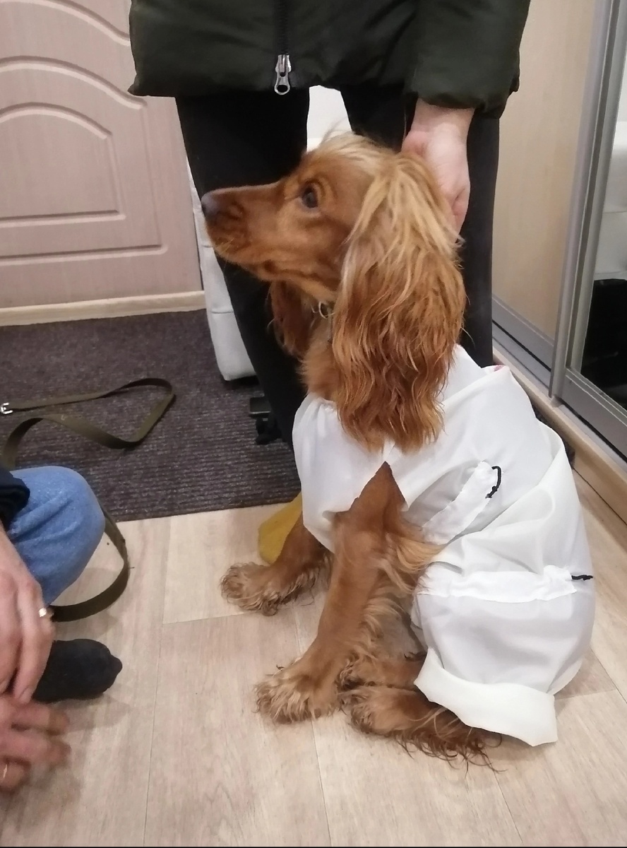 Фото из архива наших питомцев. Марфа в примерочной.