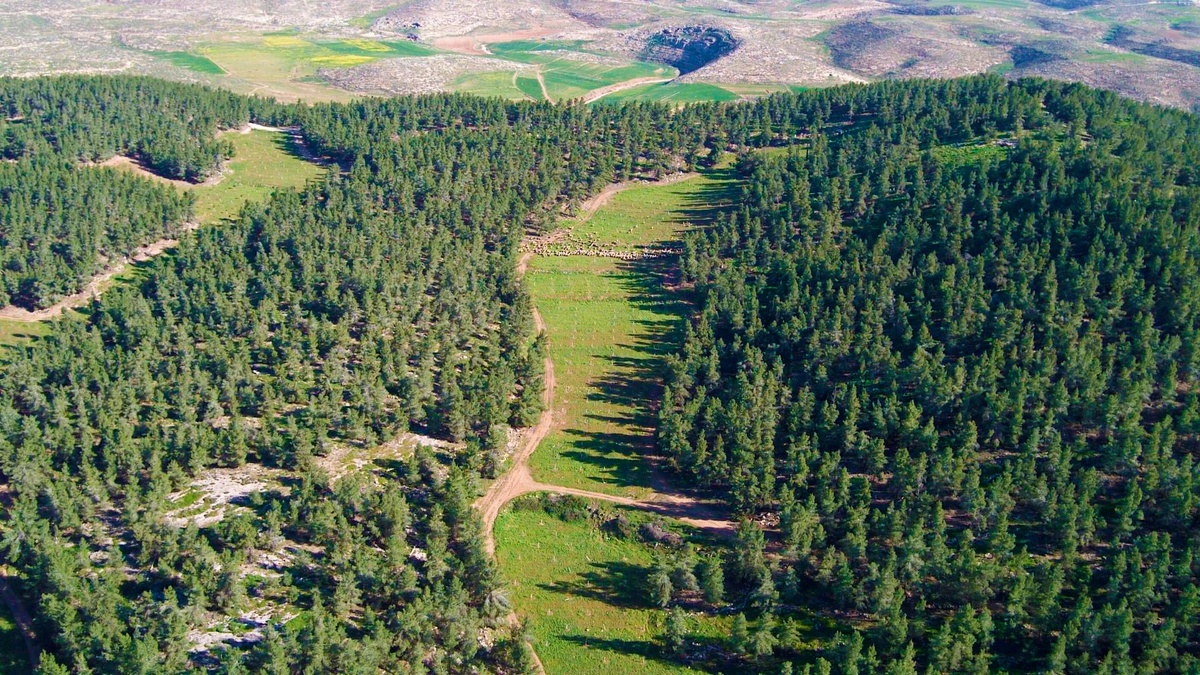 Лес Ятир в Израиле