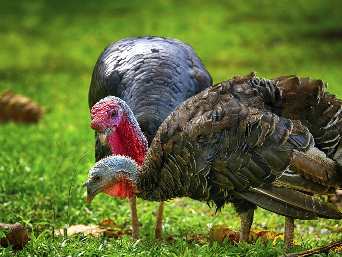 Выращивание индюков