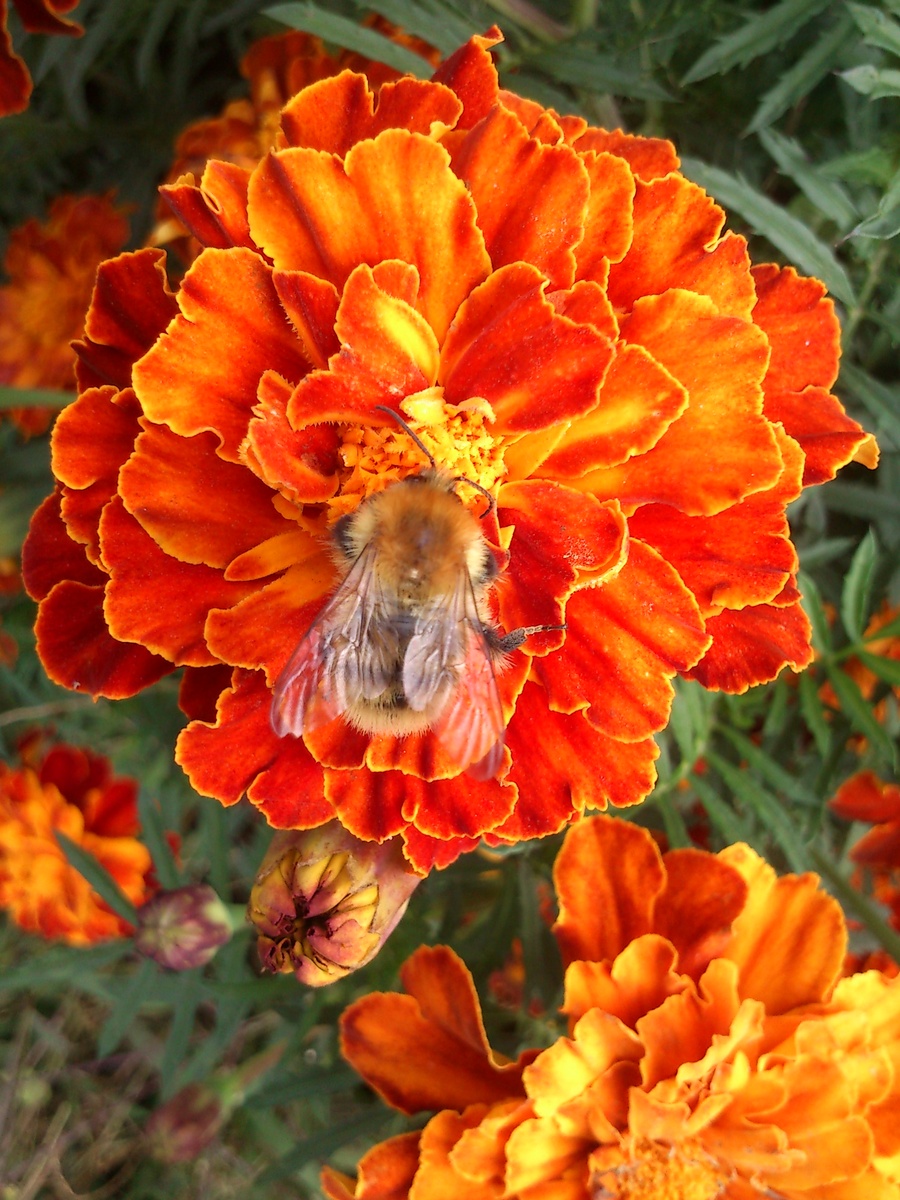 Трудяжечка.